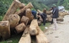 Khởi tố vụ phá rừng ở Sơn Hồng